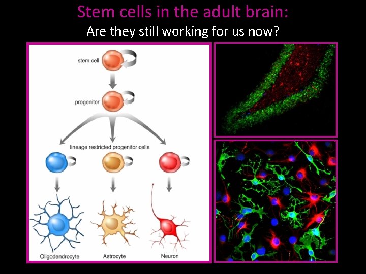 Stem cells in the adult brain: Are they still working for us now? 