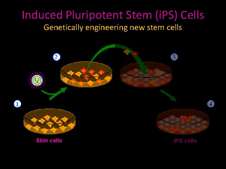 Induced Pluripotent Stem (i. PS) Cells Genetically engineering new stem cells Skin cells i.