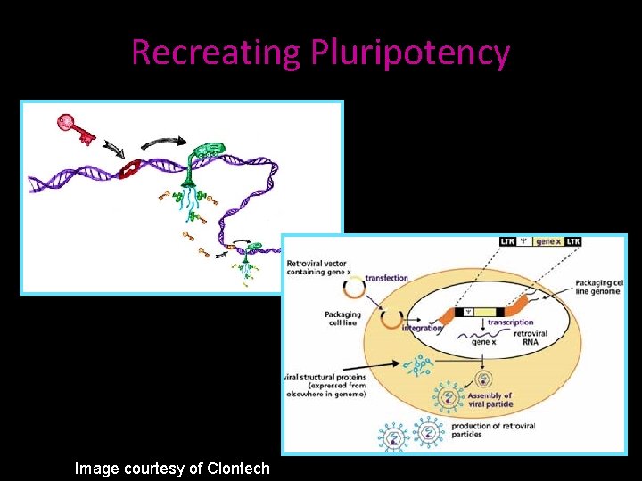 Recreating Pluripotency Image courtesy of Clontech 