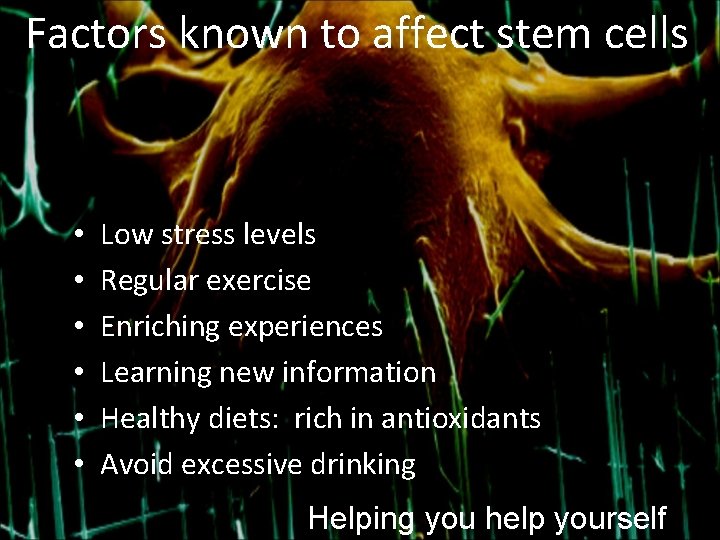 Factors known to affect stem cells • • • Low stress levels Regular exercise