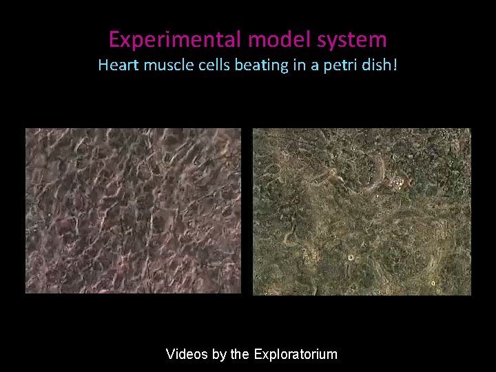 Experimental model system Heart muscle cells beating in a petri dish! Videos by the