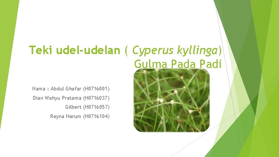 Teki udel-udelan ( Cyperus kyllinga) Gulma Padi Nama : Abdul Ghafar (H 0716001) Dian