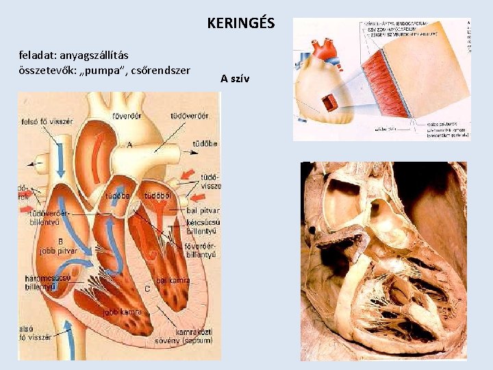 KERINGÉS feladat: anyagszállítás összetevők: „pumpa”, csőrendszer A szív 