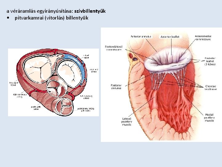 a véráramlás egyirányúsítása: szívbillentyűk • pitvarkamrai (vitorlás) billentyűk 