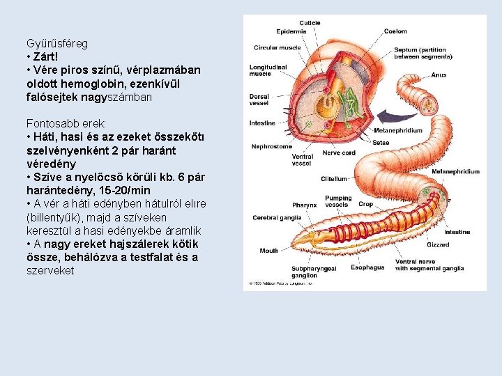 Gyűrűsféreg • Zárt! • Vére piros színű, vérplazmában oldott hemoglobin, ezenkívül falósejtek nagyszámban Fontosabb