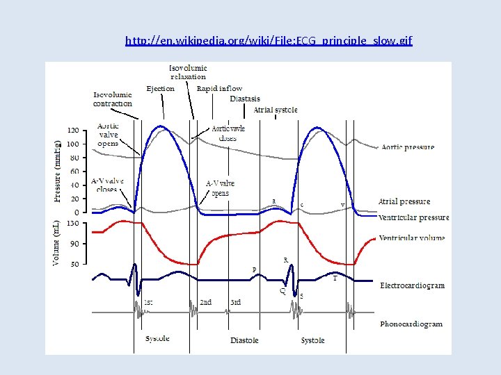 http: //en. wikipedia. org/wiki/File: ECG_principle_slow. gif 