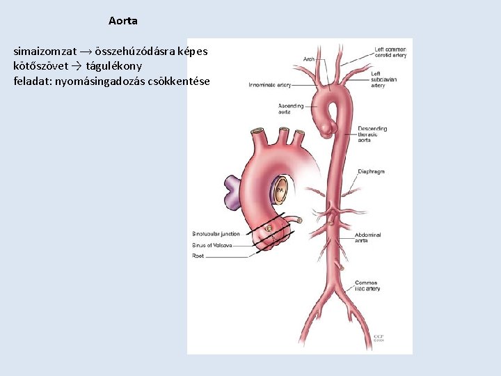 Aorta simaizomzat → összehúzódásra képes kötőszövet → tágulékony feladat: nyomásingadozás csökkentése 