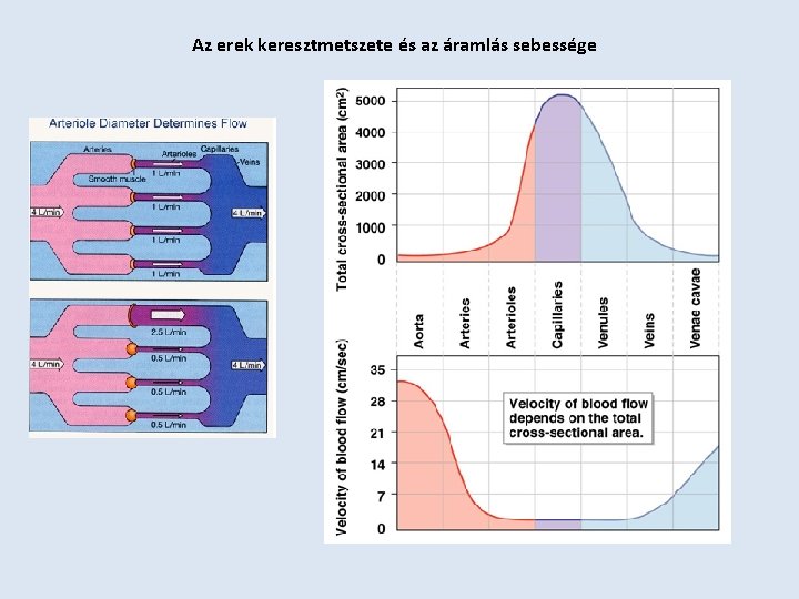 Az erek keresztmetszete és az áramlás sebessége 
