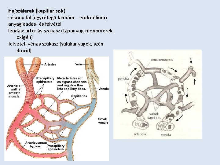 Hajszálerek (kapillárisok) vékony fal (egyrétegű laphám – endotélium) anyagleadás- és felvétel leadás: artériás szakasz