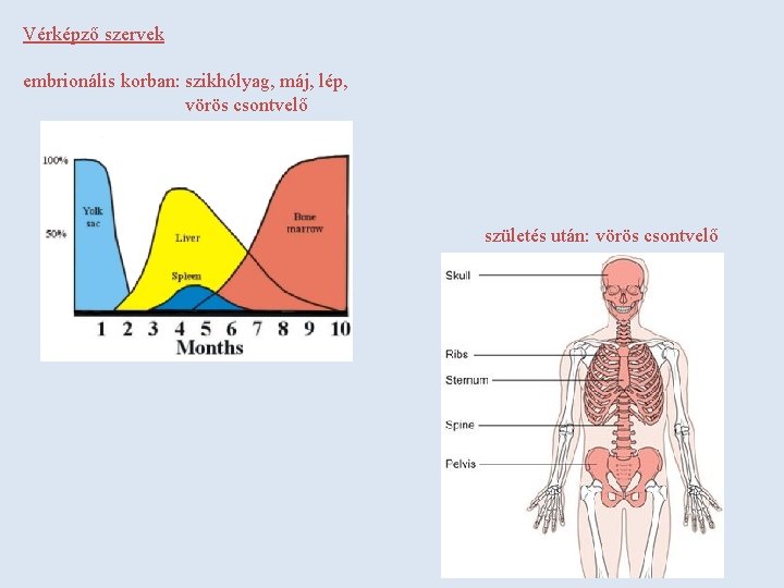 Vérképző szervek embrionális korban: szikhólyag, máj, lép, vörös csontvelő születés után: vörös csontvelő 