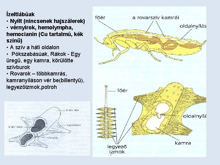 Ízeltlábúak • Nyílt (nincsenek hajszálerek) • vérnyirok, hemolympha, hemocianin (Cu tartalmú, kék színű) •