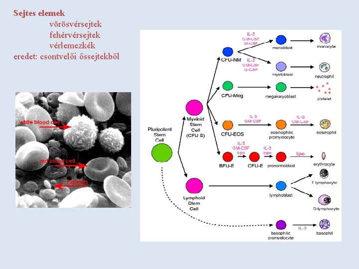 Sejtes elemek vörösvérsejtek fehérvérsejtek vérlemezkék eredet: csontvelői őssejtekből 
