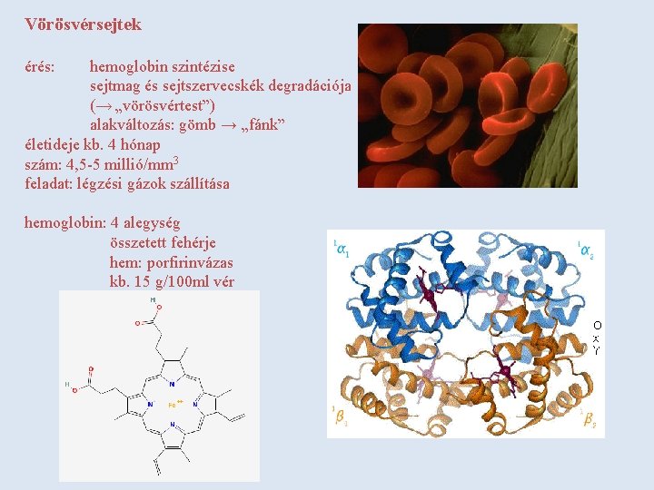 Vörösvérsejtek érés: hemoglobin szintézise sejtmag és sejtszervecskék degradációja (→ „vörösvértest”) alakváltozás: gömb → „fánk”