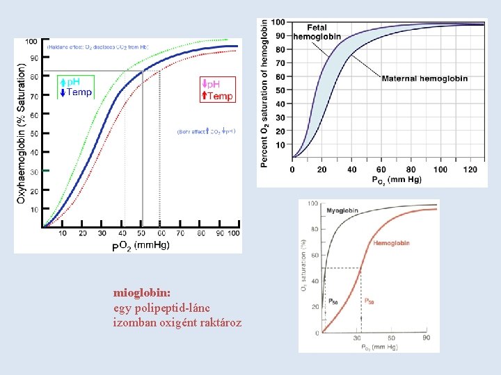 mioglobin: egy polipeptid-lánc izomban oxigént raktároz 