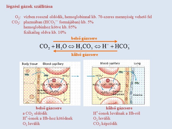 légzési gázok szállítása O 2: vízben rosszul oldódik, hemoglobinnal kb. 70 -szeres mennyiség vehető