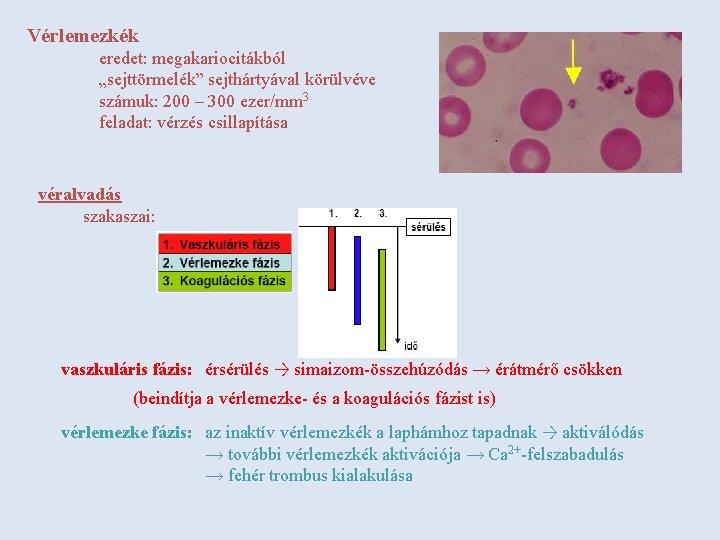 Vérlemezkék eredet: megakariocitákból „sejttörmelék” sejthártyával körülvéve számuk: 200 – 300 ezer/mm 3 feladat: vérzés