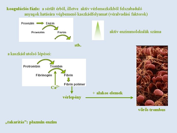 koagulációs fázis: a sérült érből, illetve aktív vérlemezkékből felszabaduló anyagok hatására végbemenő kaszkádfolyamat (véralvadási