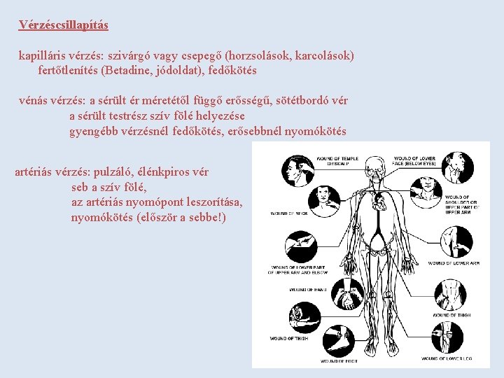 Vérzéscsillapítás kapilláris vérzés: szivárgó vagy csepegő (horzsolások, karcolások) fertőtlenítés (Betadine, jódoldat), fedőkötés vénás vérzés: