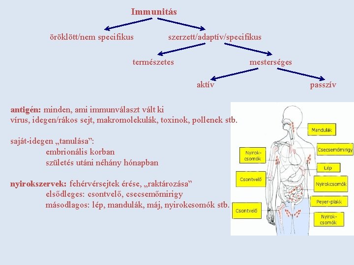 Immunitás öröklött/nem specifikus szerzett/adaptív/specifikus mesterséges természetes aktív antigén: minden, ami immunválaszt vált ki vírus,