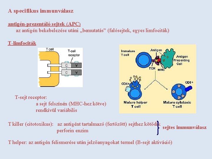 A specifikus immunválasz antigén-prezentáló sejtek (APC) az antigén bekebelezése utáni „bemutatás” (falósejtek, egyes limfociták)