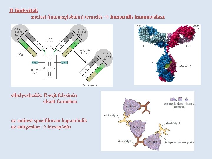 B-limfociták antitest (immunglobulin) termelés → humorális immunválasz elhelyezkedés: B-sejt felszínén oldott formában az antitest