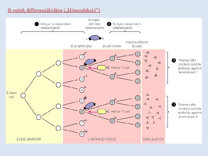 B-sejtek differenciálódása („klónszelekció”) 