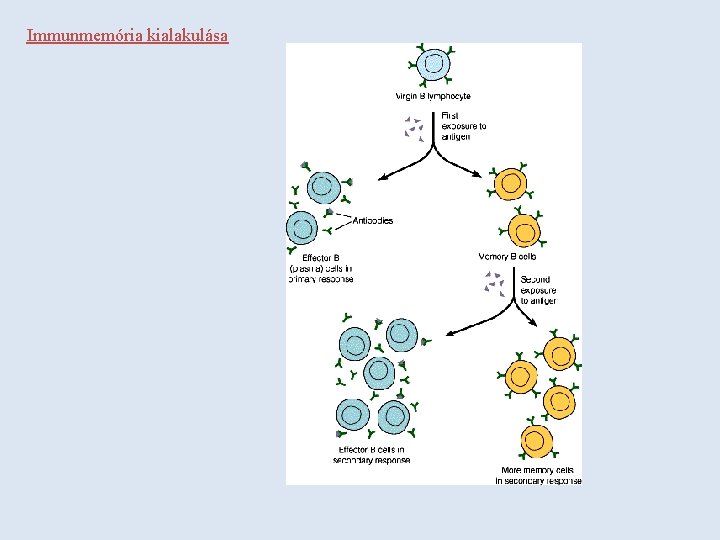 Immunmemória kialakulása 