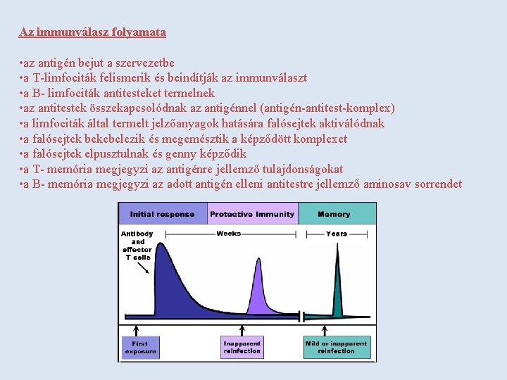 Az immunválasz folyamata • az antigén bejut a szervezetbe • a T-limfociták felismerik és