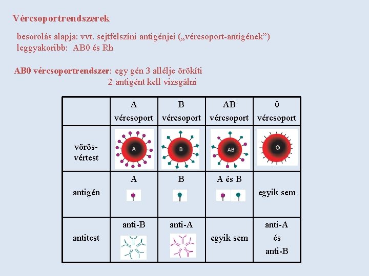 Vércsoportrendszerek besorolás alapja: vvt. sejtfelszíni antigénjei („vércsoport-antigének”) leggyakoribb: AB 0 és Rh AB 0