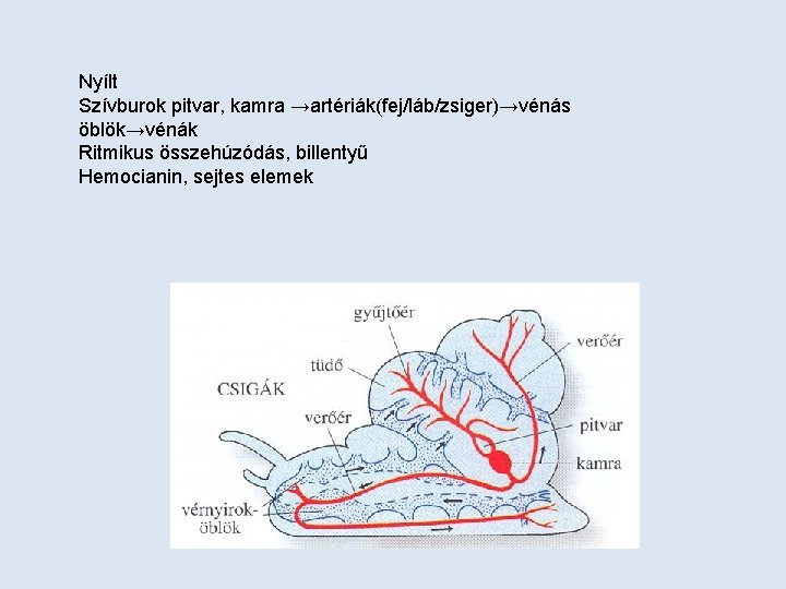 Nyílt Szívburok pitvar, kamra →artériák(fej/láb/zsiger)→vénás öblök→vénák Ritmikus összehúzódás, billentyű Hemocianin, sejtes elemek 