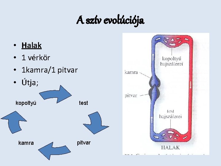 A szív evolúciója • • Halak 1 vérkör 1 kamra/1 pitvar Útja; kopoltyú test