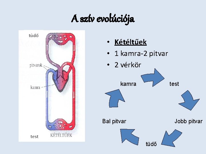 A szív evolúciója tüdő • Kétéltűek • 1 kamra-2 pitvar • 2 vérkör kamra