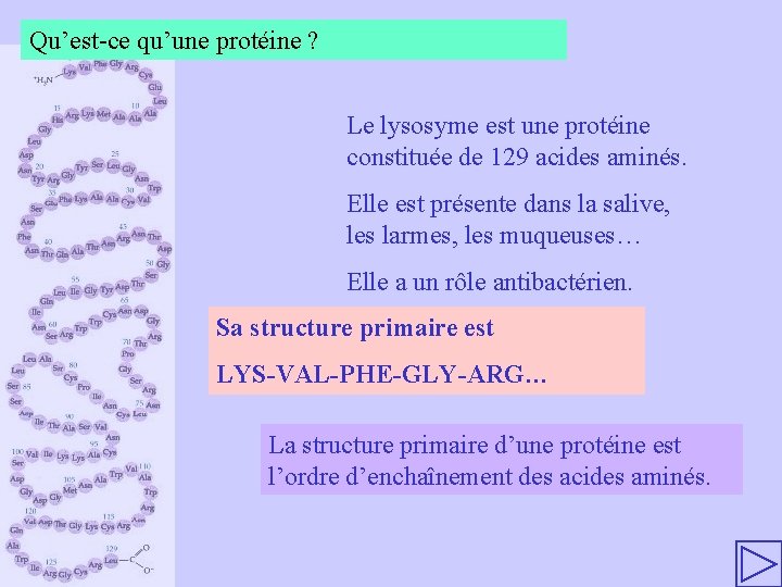 Qu’est-ce qu’une protéine ? Le lysosyme est une protéine constituée de 129 acides aminés.