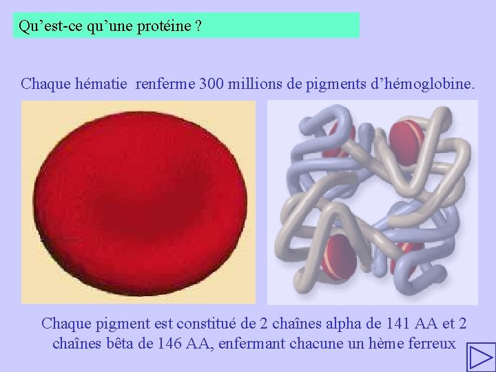 Qu’est-ce qu’une protéine ? Chaque hématie renferme 300 millions de pigments d’hémoglobine. Chaque pigment