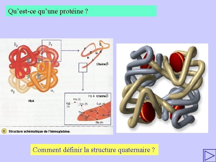 Qu’est-ce qu’une protéine ? Comment définir la structure quaternaire ? 