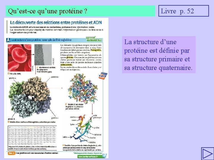 Qu’est-ce qu’une protéine ? Livre p. 52 La structure d’une protéine est définie par
