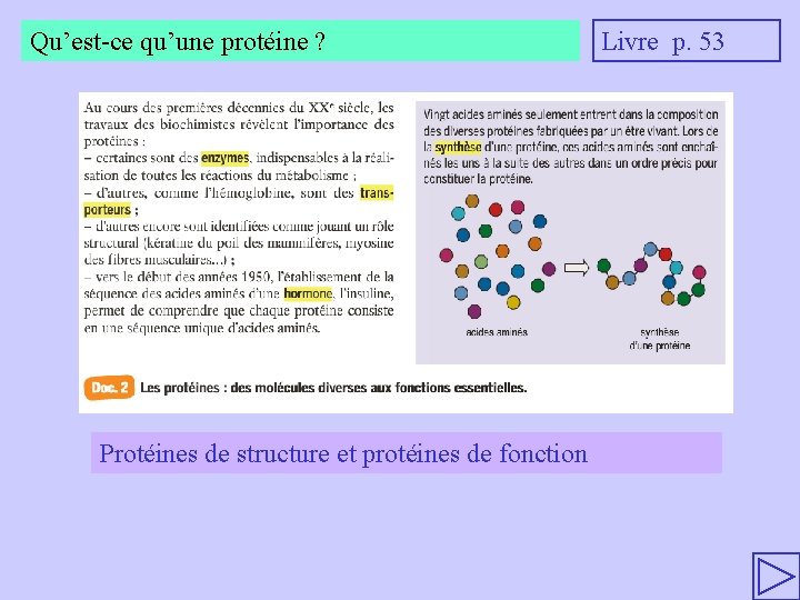 Qu’est-ce qu’une protéine ? Protéines de structure et protéines de fonction Livre p. 53