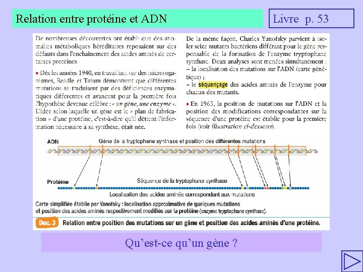 Relation entre protéine et ADN Qu’est-ce qu’un gène ? Livre p. 53 
