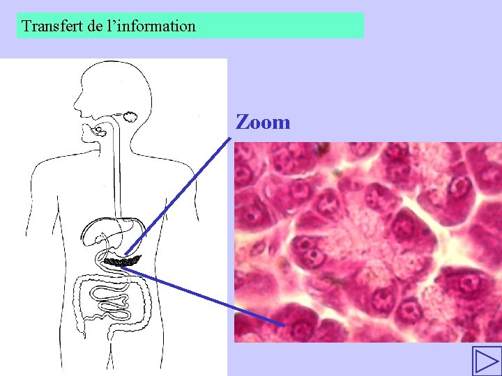 Transfert de l’information Zoom 