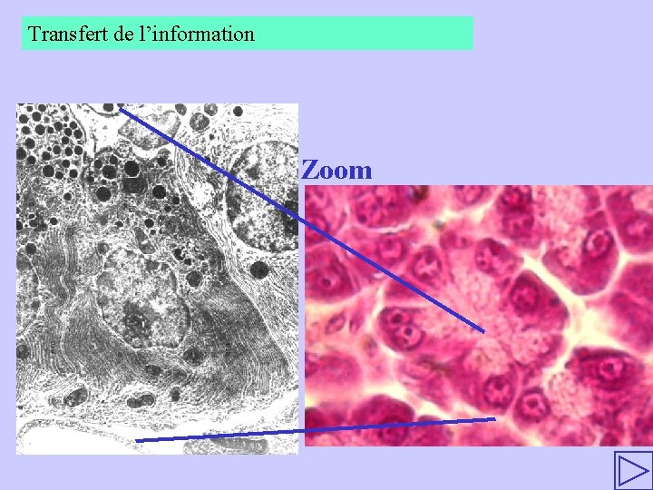 Transfert de l’information Zoom 