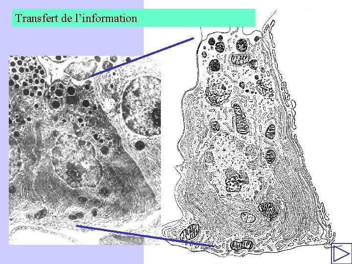 Transfert de l’information 