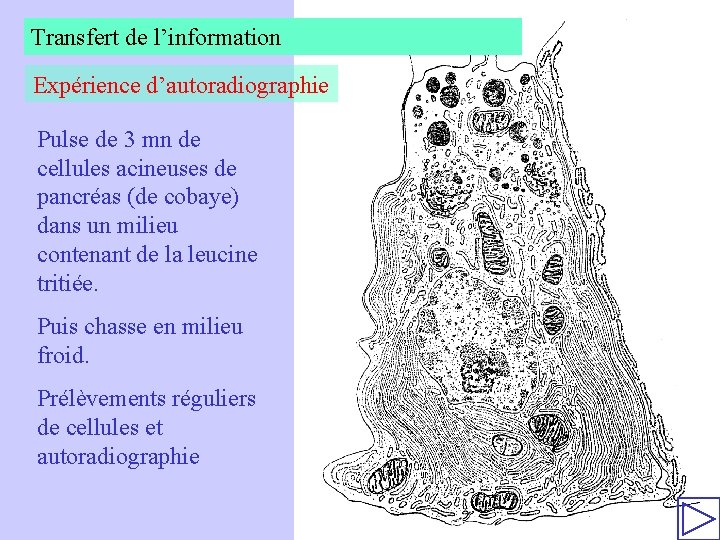 Transfert de l’information Expérience d’autoradiographie Pulse de 3 mn de cellules acineuses de pancréas