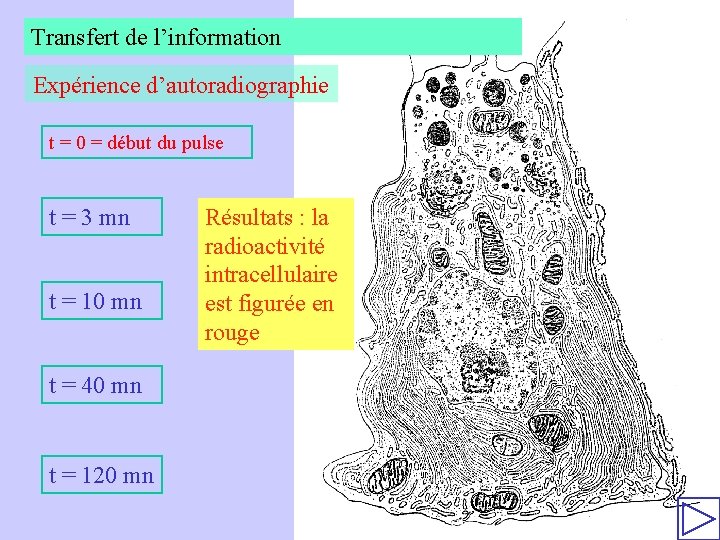 Transfert de l’information Expérience d’autoradiographie t = 0 = début du pulse t =