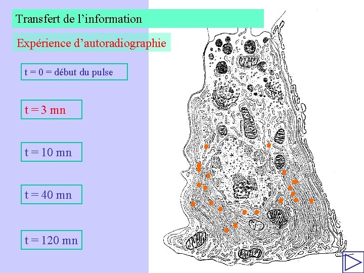 Transfert de l’information Expérience d’autoradiographie t = 0 = début du pulse t =