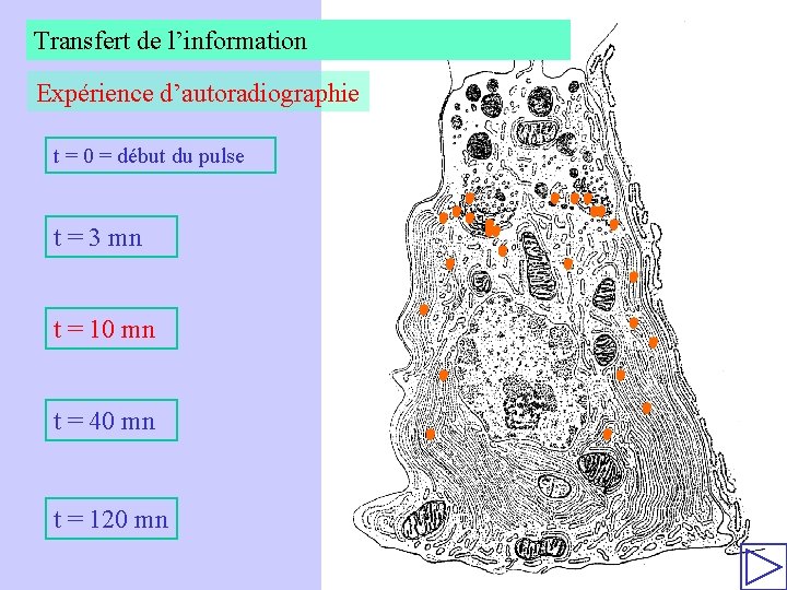 Transfert de l’information Expérience d’autoradiographie t = 0 = début du pulse t =