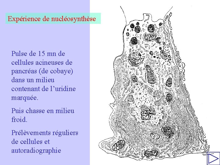 Expérience de nucléosynthèse Pulse de 15 mn de cellules acineuses de pancréas (de cobaye)