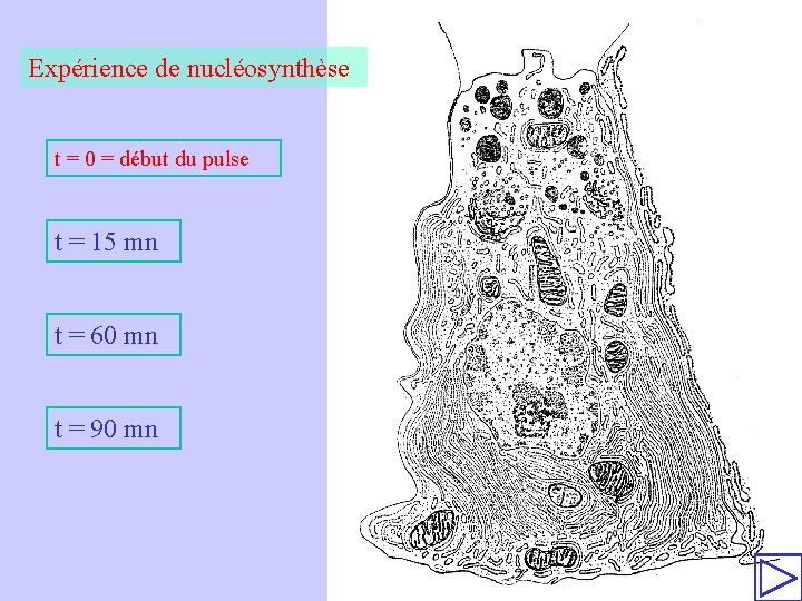 Expérience de nucléosynthèse t = 0 = début du pulse t = 15 mn