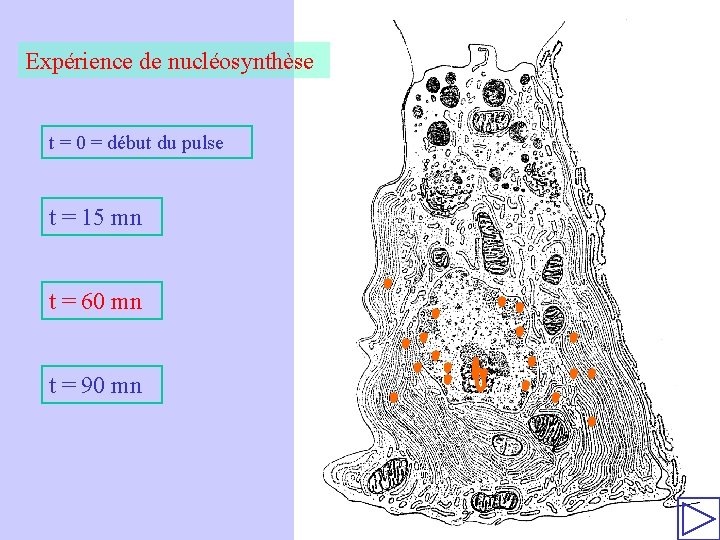 Expérience de nucléosynthèse t = 0 = début du pulse t = 15 mn