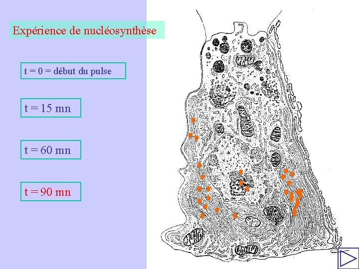 Expérience de nucléosynthèse t = 0 = début du pulse t = 15 mn