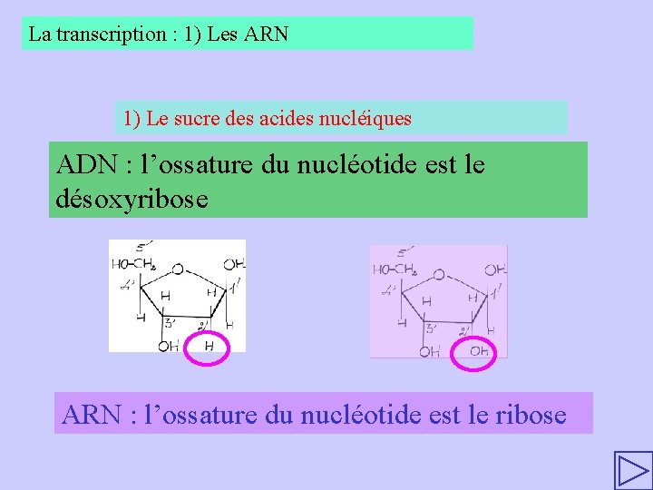 La transcription : 1) Les ARN 1) Le sucre des acides nucléiques ADN :
